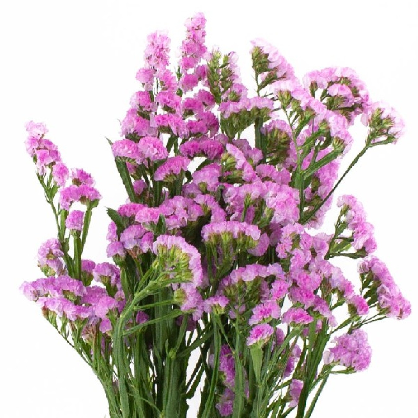 FLOR