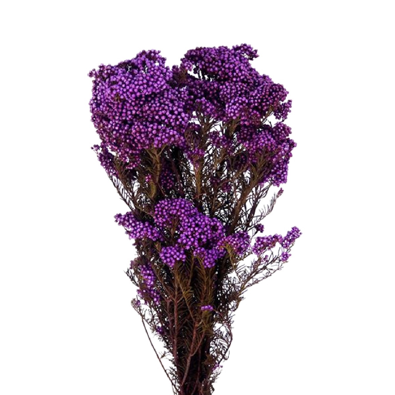 FLOR RELLENO PRESERVADA