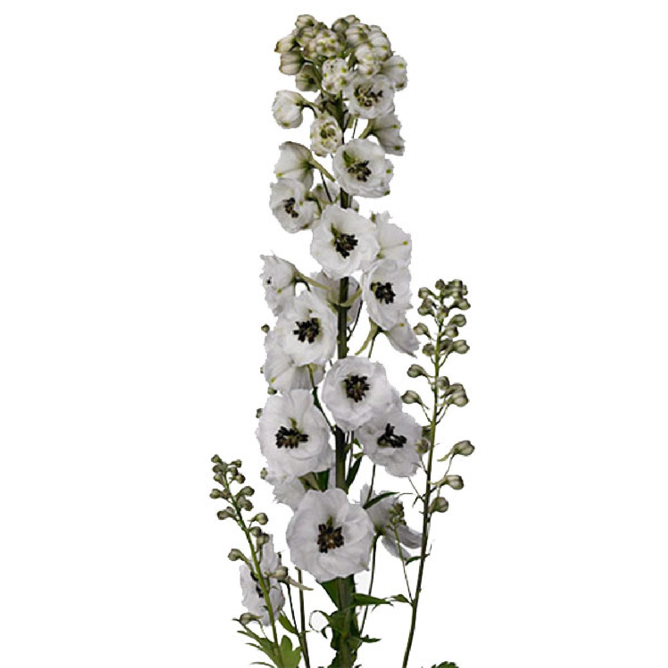 FLOR VARIADA