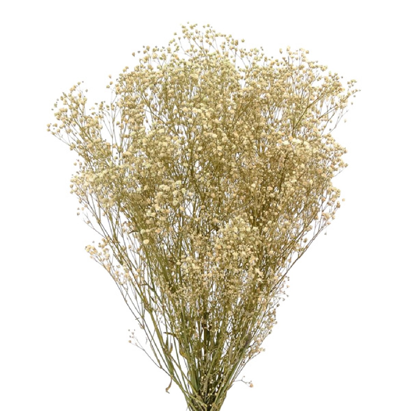 PANICULATA PRESERVADA