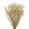 PANICULATA PRESERVADA