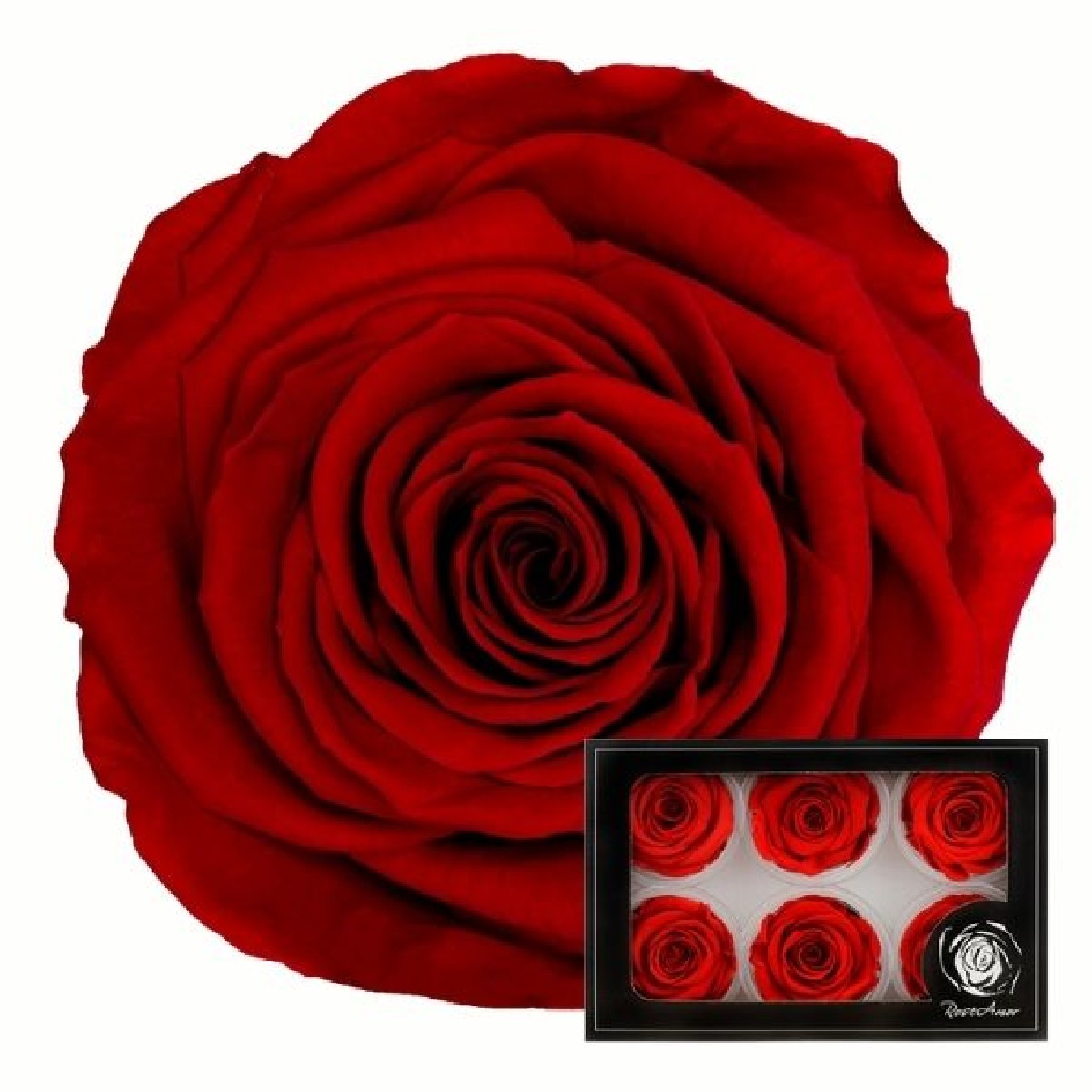 ROSA PRESERVADA