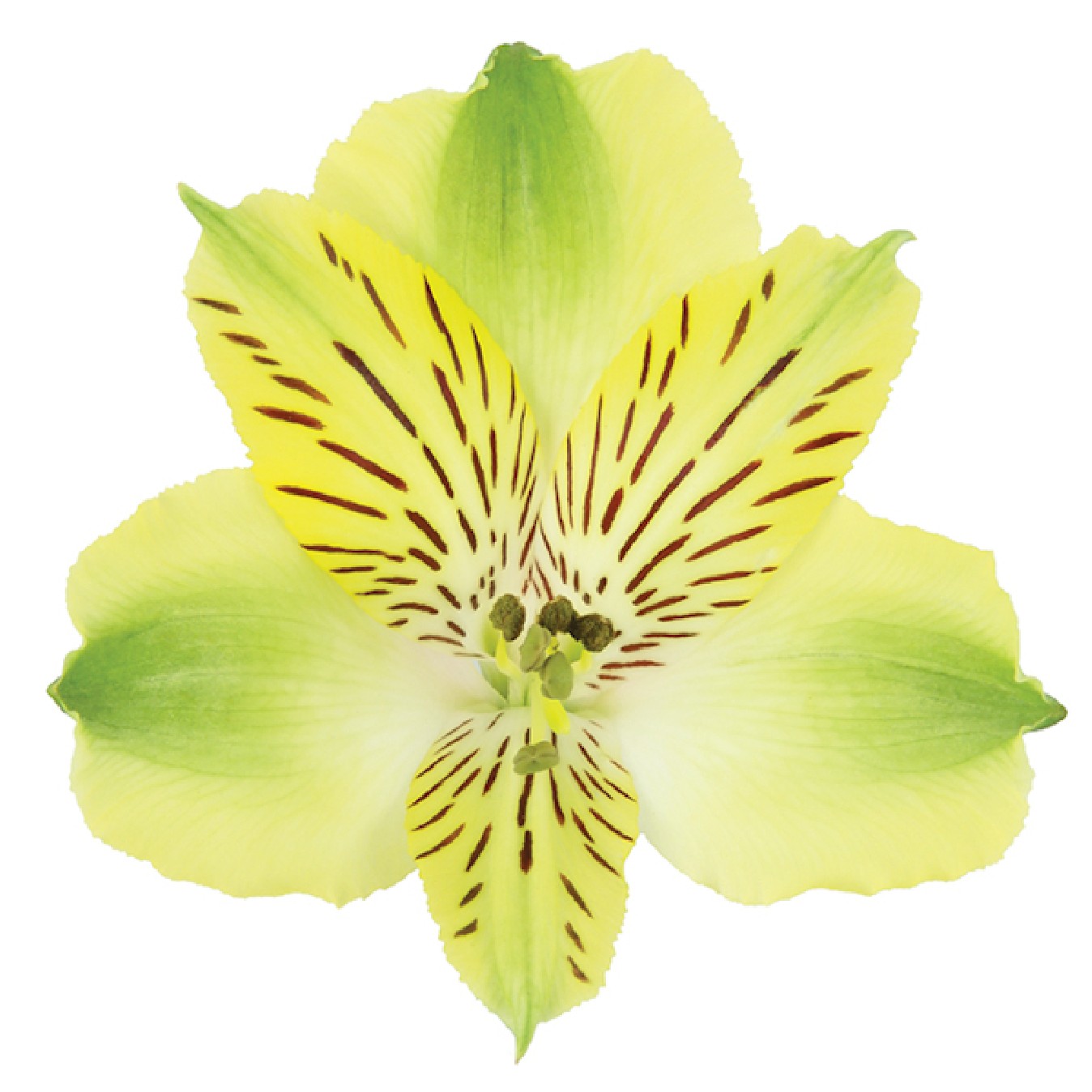 ALSTROEMERIA