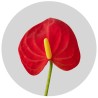 ANTHURIUM