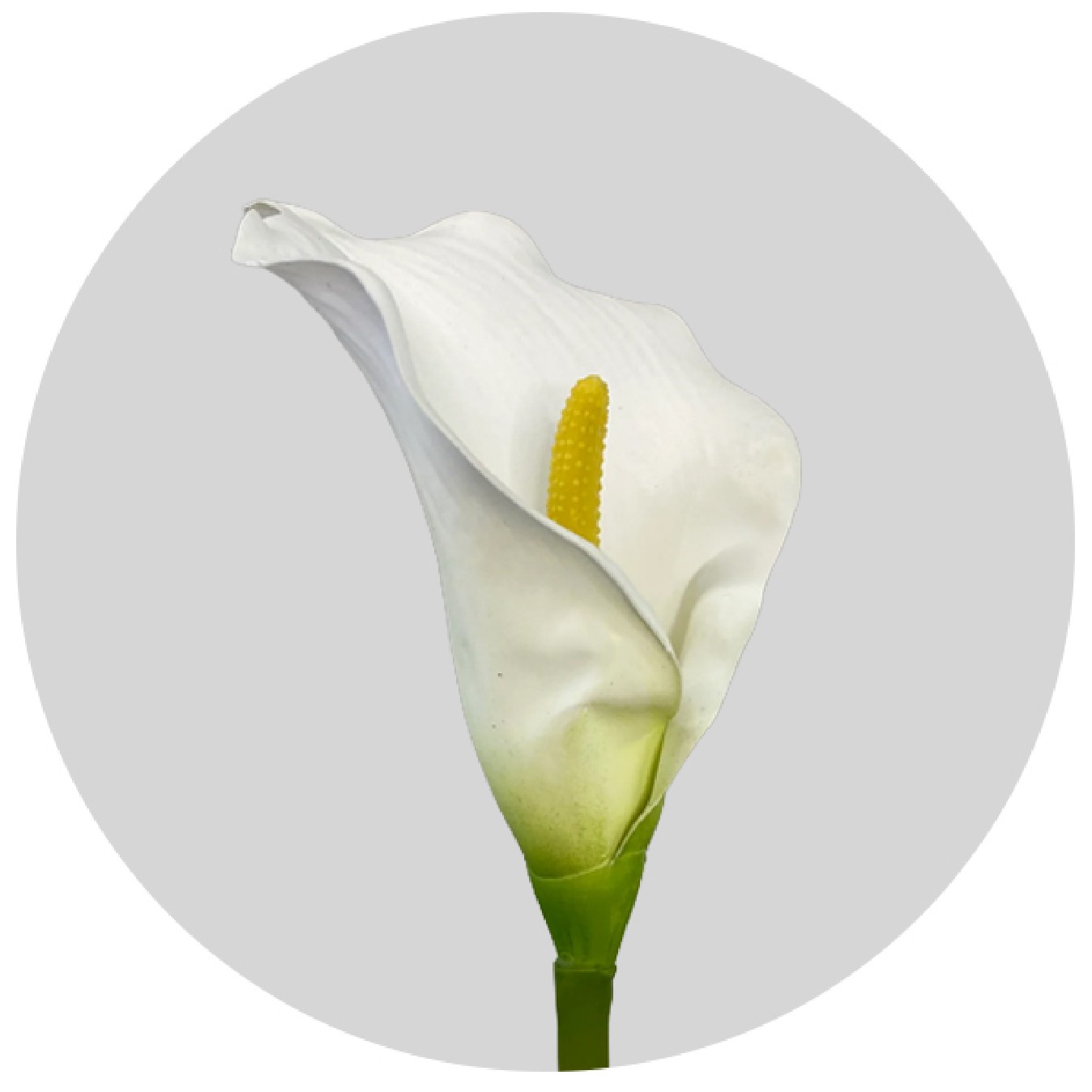 CALLA