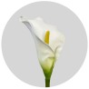 CALLA