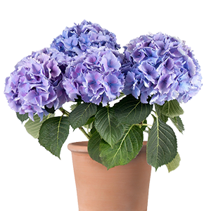 Imagen de plantas