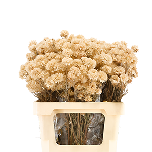 Imagen de plantas secas