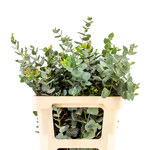 Imagen de plantas verdes